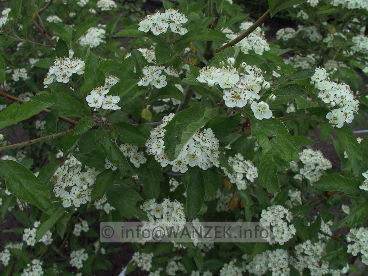 Crataegus Carrierei 03.JPG